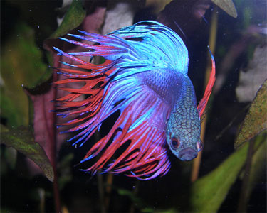 Crown Tail Betta, (Betta splendens) Species Profile, Crown Tail ...